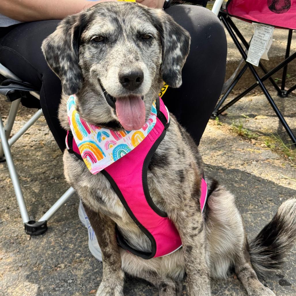 Enlarge Izzy, a Adoptable mixed breed in Little Rock, AR image 2/6