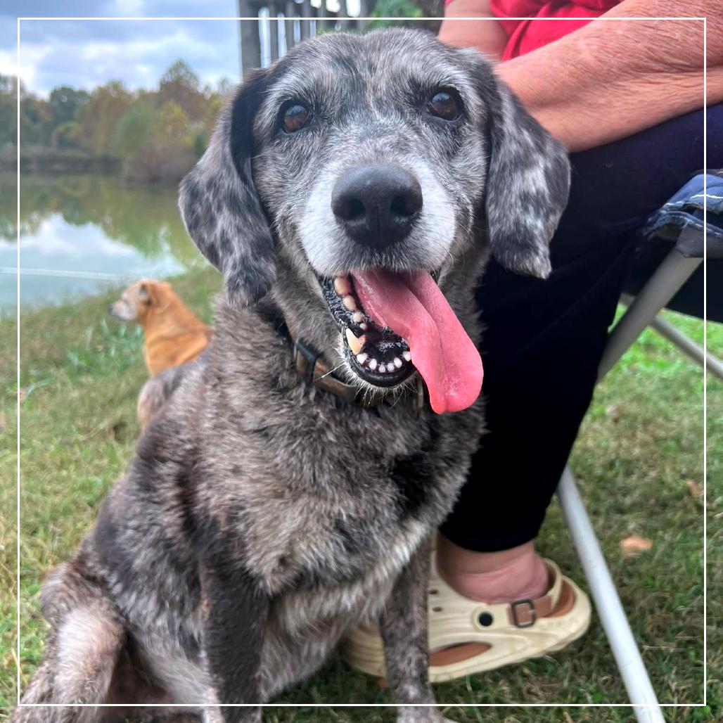 Enlarge Izzy, a Adoptable mixed breed in Little Rock, AR image 2/6