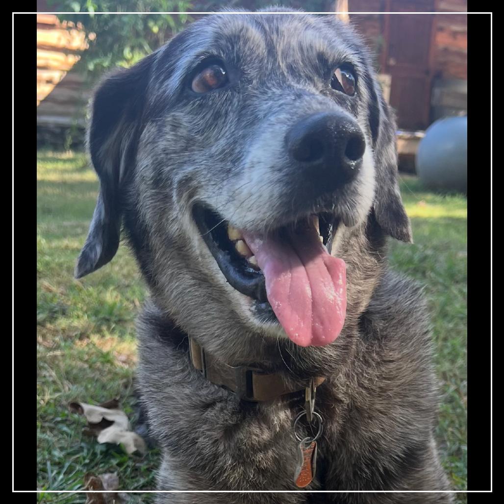 Enlarge Izzy, a Adoptable mixed breed in Little Rock, AR image 2/6