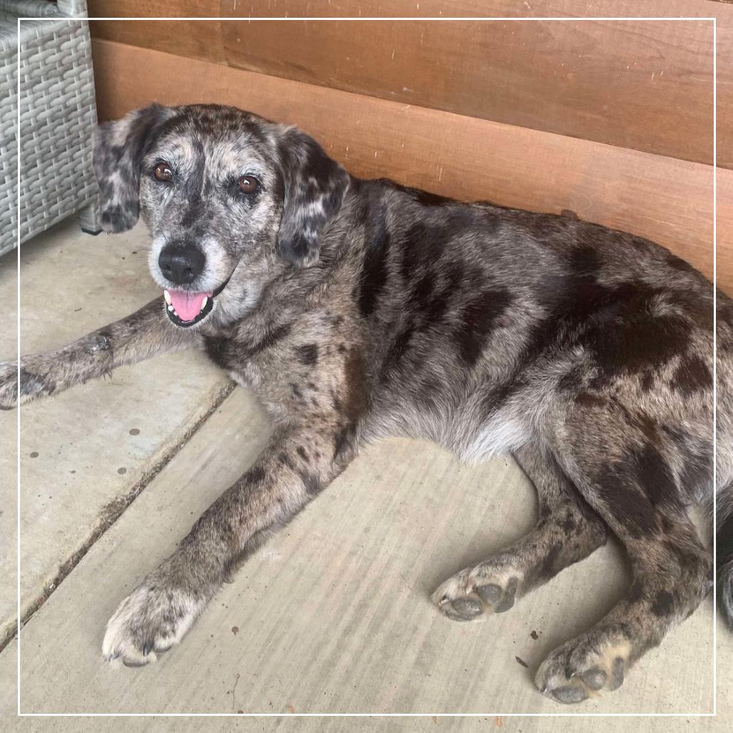 Enlarge Izzy, a Adoptable mixed breed in Little Rock, AR image 3/6