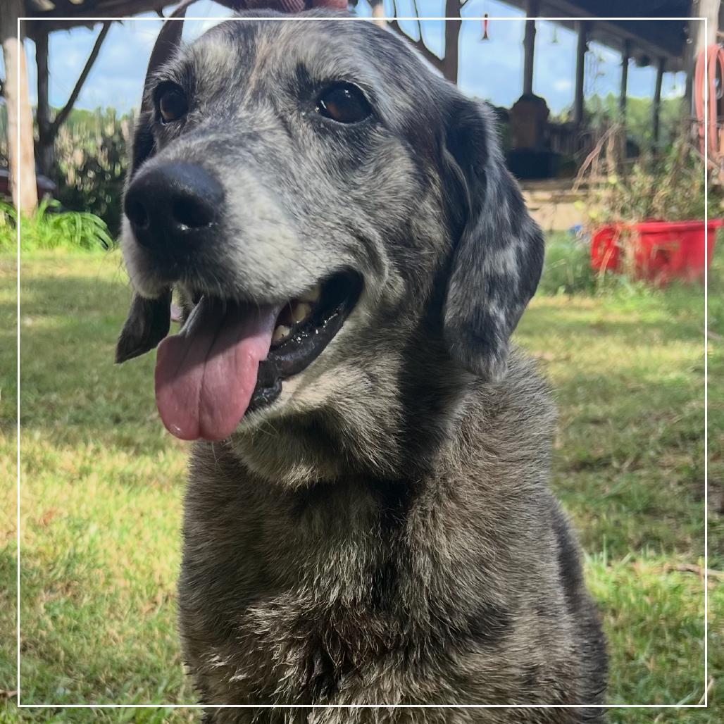 Enlarge Izzy, a Adoptable mixed breed in Little Rock, AR image 4/6