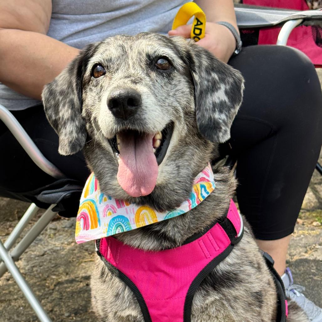 Enlarge Izzy, a Adoptable mixed breed in Little Rock, AR image 6/6