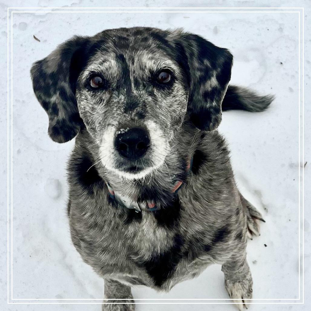 Izzy, a Adoptable mixed breed in Little Rock, AR image 6/6