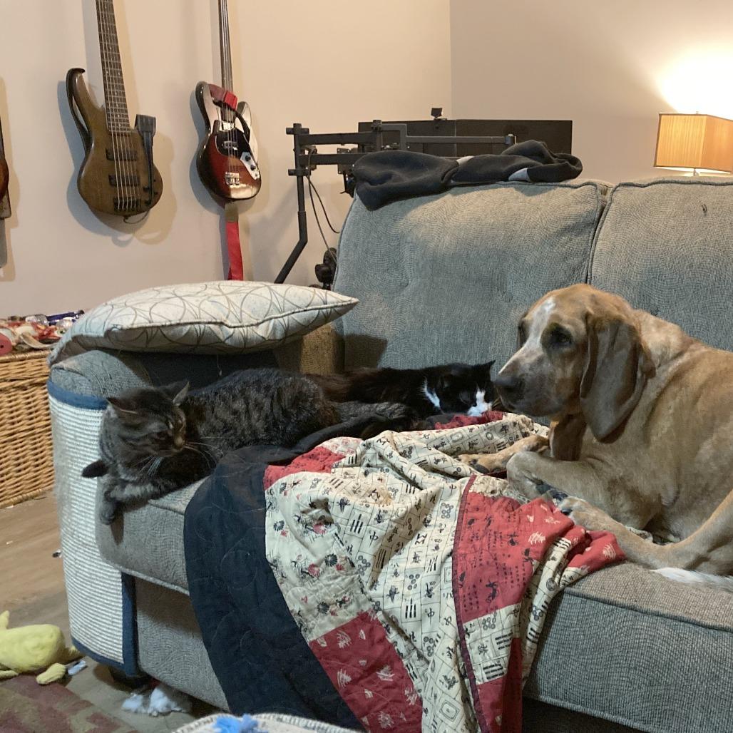 Mona, Adoptable, Young Female Domestic Medium Hair.