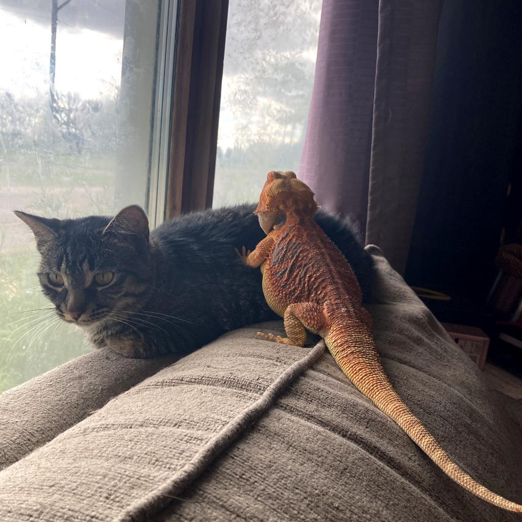 Enlarge Mona, a Adoptable Domestic Medium Hair in North Battleford, SK image 2/5