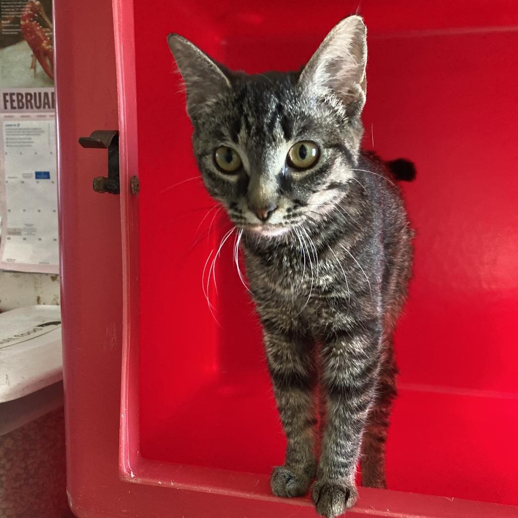 Enlarge Mona, a Adoptable Domestic Medium Hair in North Battleford, SK image 3/5