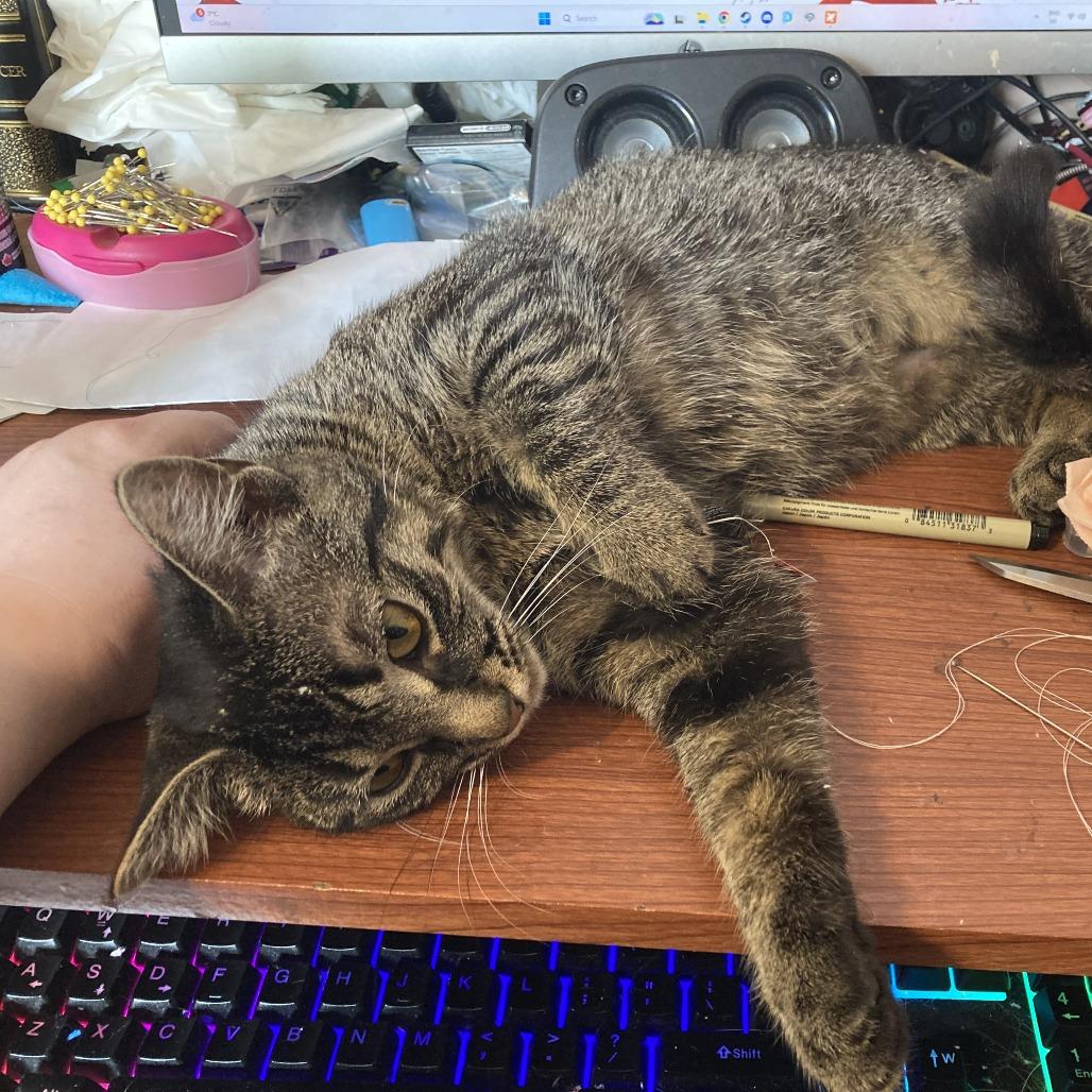 Enlarge Mona, a Adoptable Domestic Medium Hair in North Battleford, SK image 5/5