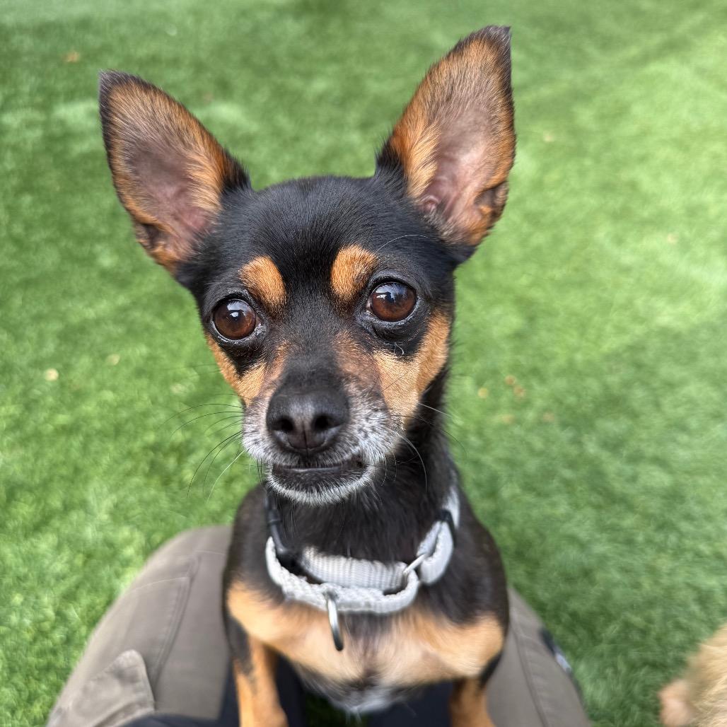 Enlarge Gigi, a Adoptable Chihuahua in Naperville, IL image 1/3
