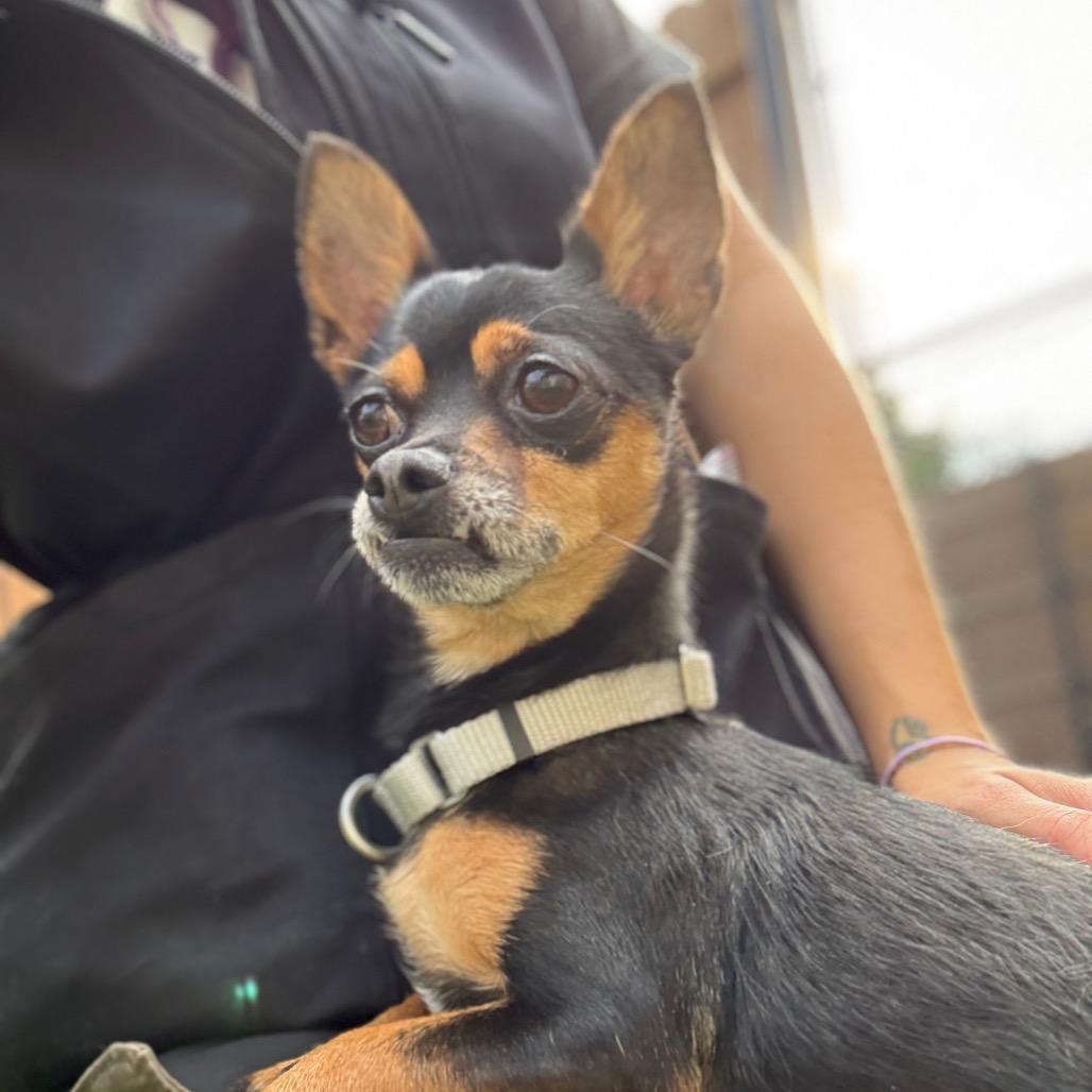 Enlarge Gigi, a Adoptable Chihuahua in Naperville, IL image 2/3