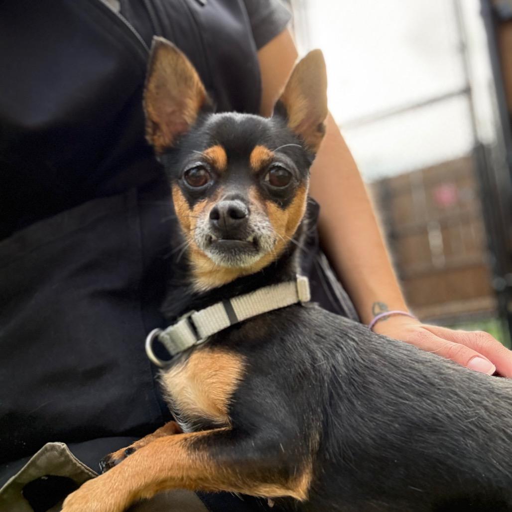 Enlarge Gigi, a Adoptable Chihuahua in Naperville, IL image 3/3