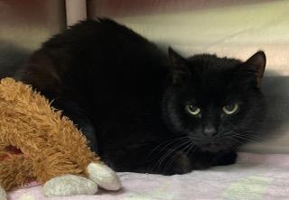 Little Bit, Adoptable, Kitten Male Domestic Short Hair & Domestic Short Hair.