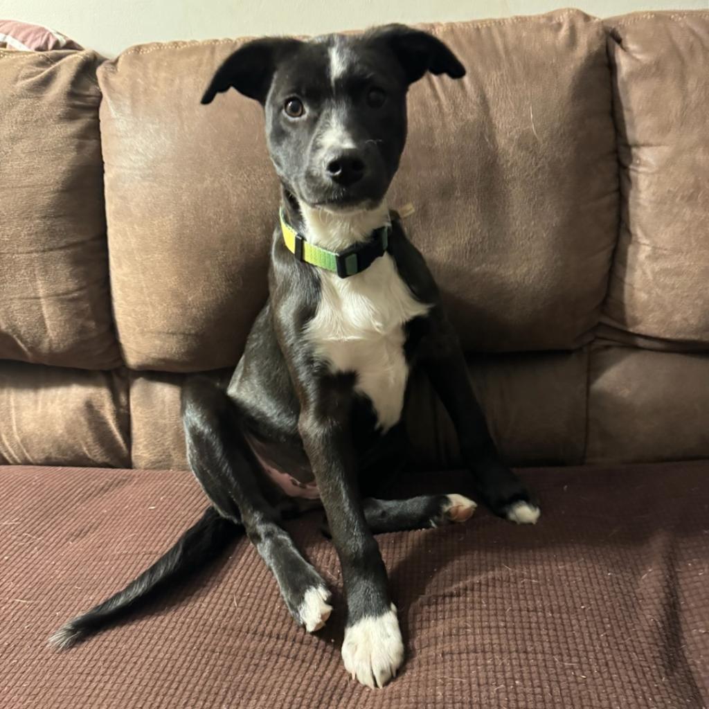 Enlarge CT Basil (courtsey post - located in Amston), a Adoptable mixed breed in Eastford, CT image 4/6