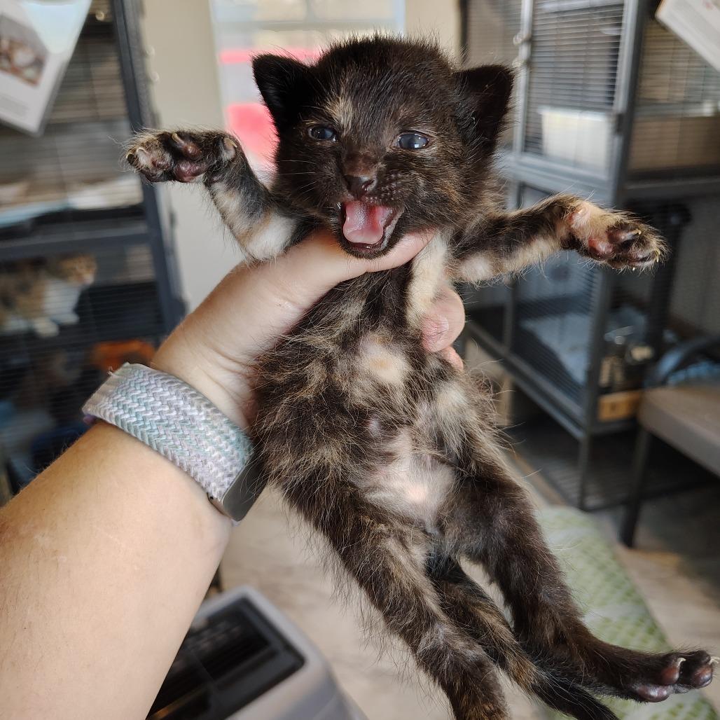 Enlarge Pepper, a Adoptable Domestic Short Hair in Osawatomie, KS image 1/2