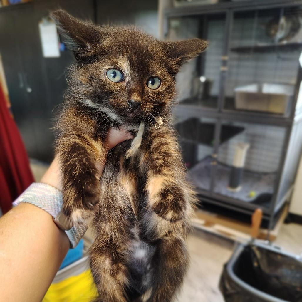 Enlarge Pepper, a Adoptable Domestic Short Hair in Osawatomie, KS image 2/2