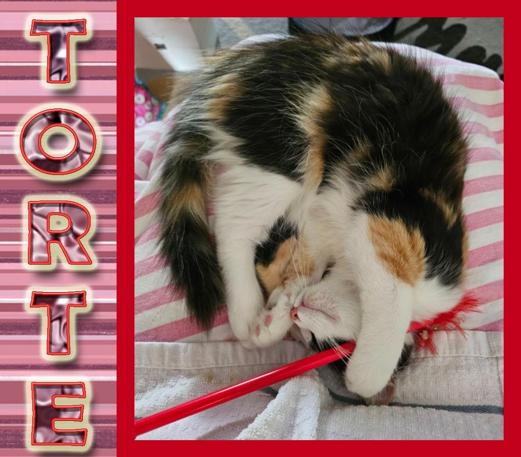 Torte, Adopted, Young Female Domestic Long Hair.