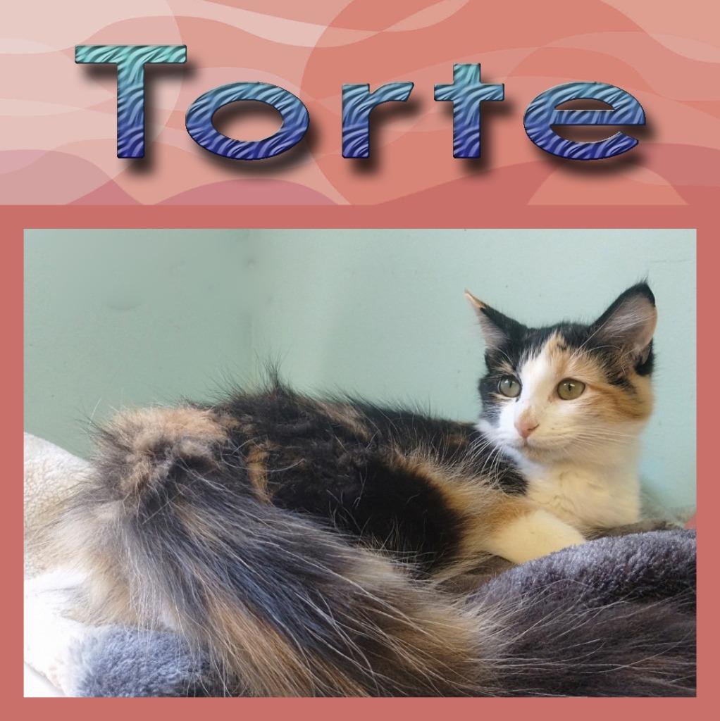 Enlarge Torte, a Adopted mixed breed in Mena, AR image 4/5