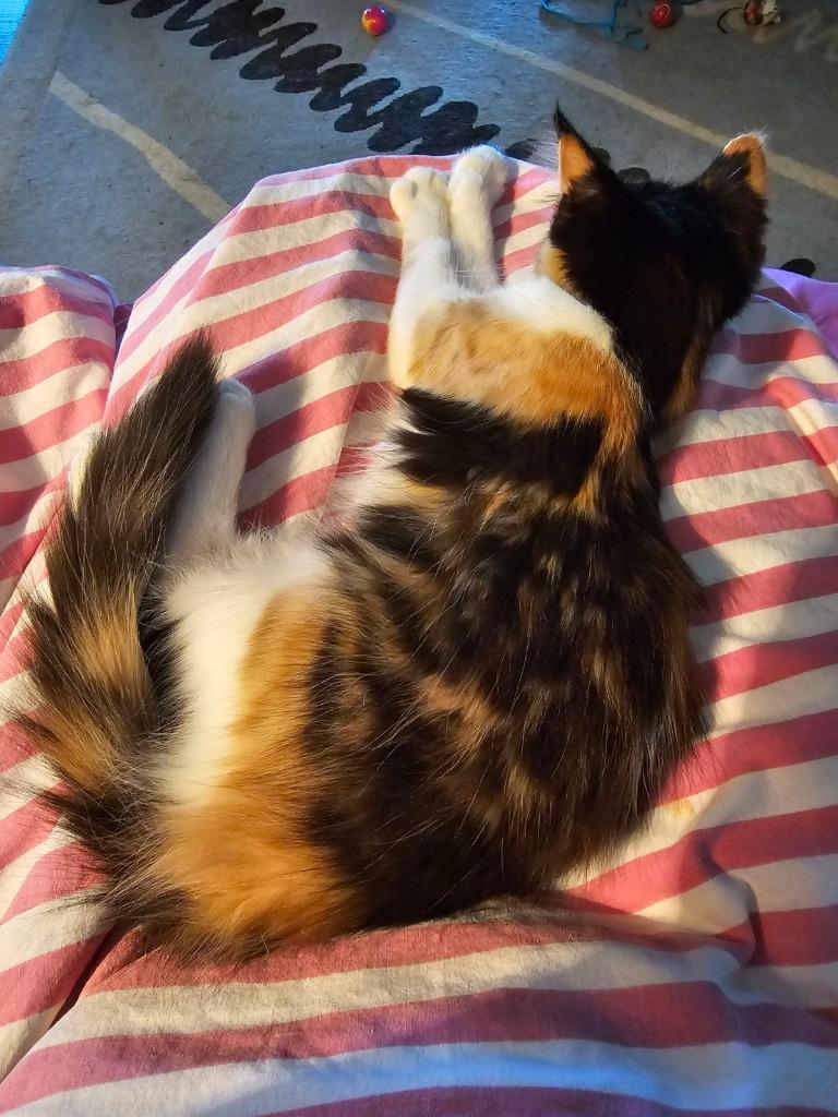 Enlarge Torte, a Adopted mixed breed in Mena, AR image 5/5