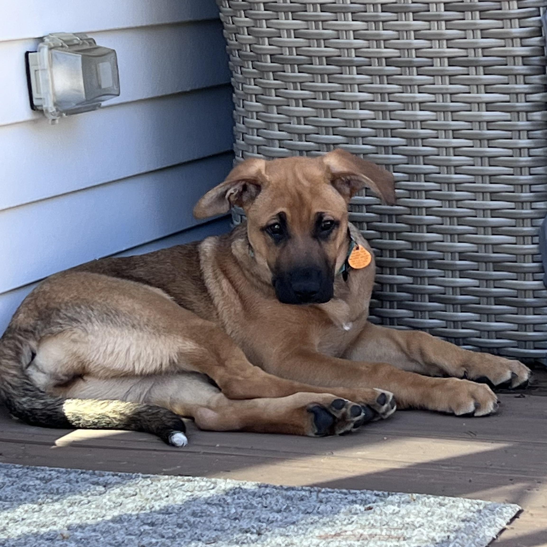 Enlarge River, the last large breed puppy!, an adopted mixed breed in Scituate, MA image 1/2