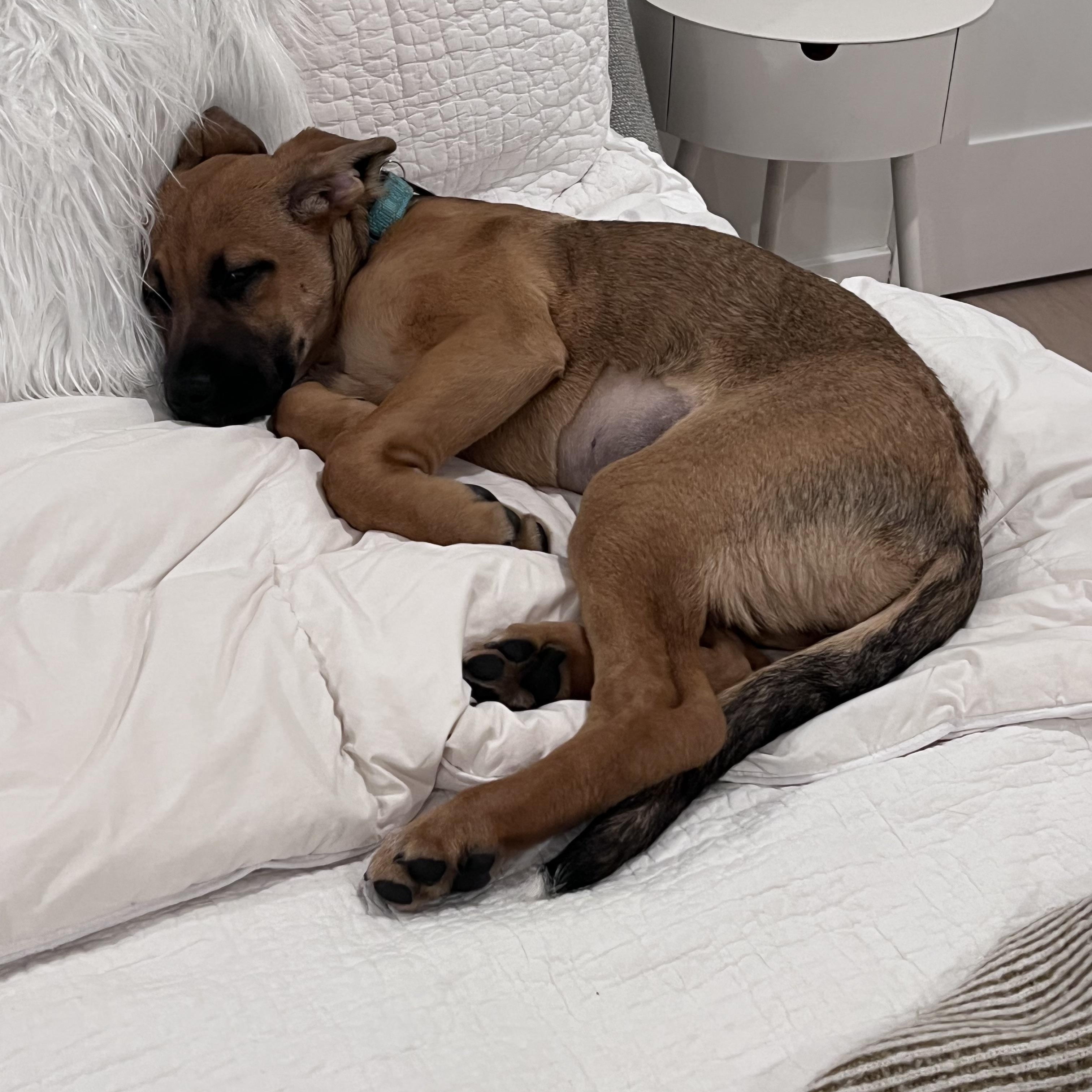 Enlarge River, the last large breed puppy!, an adopted mixed breed in Scituate, MA image 2/2