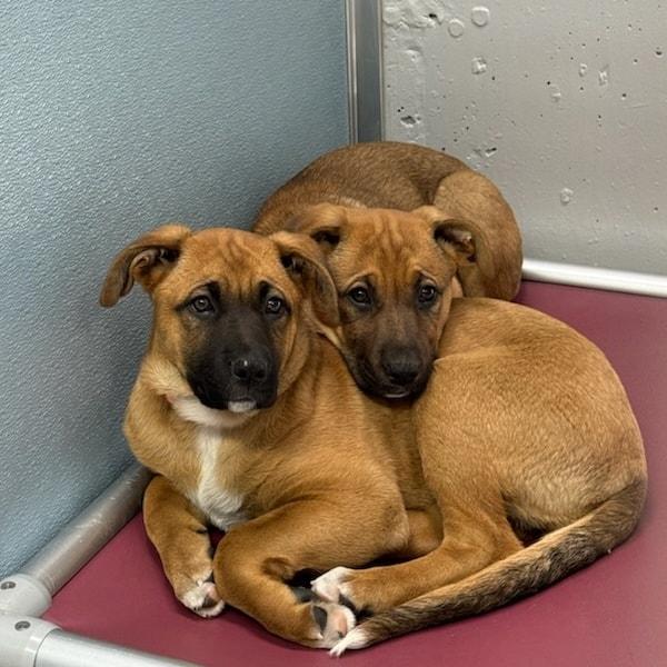 Large breed puppies!!, ADOPTABLE, Puppy Female German Shepherd Dog & Boxer.