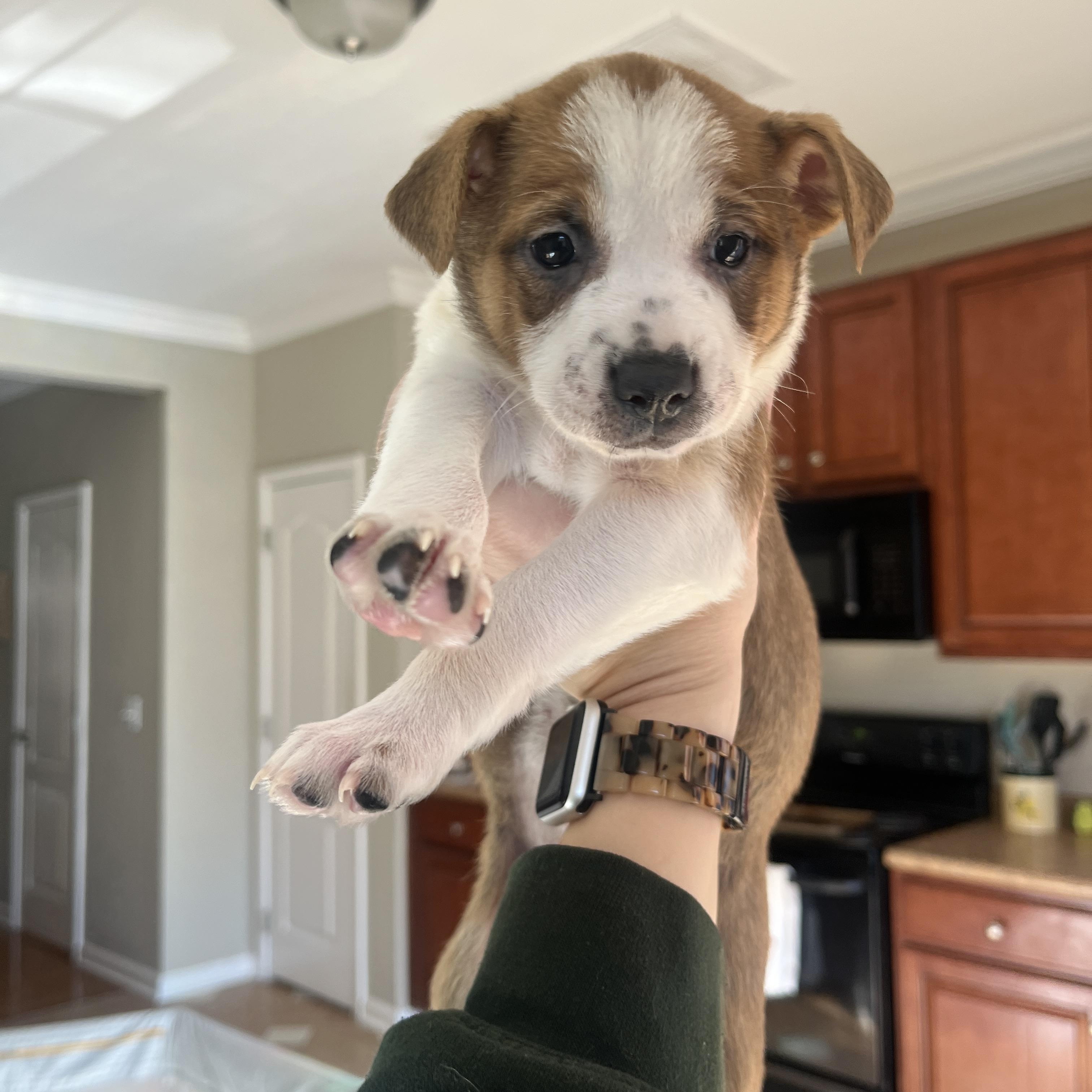 Tori, a ADOPTABLE mixed breed in Franklin, TN image 3/5