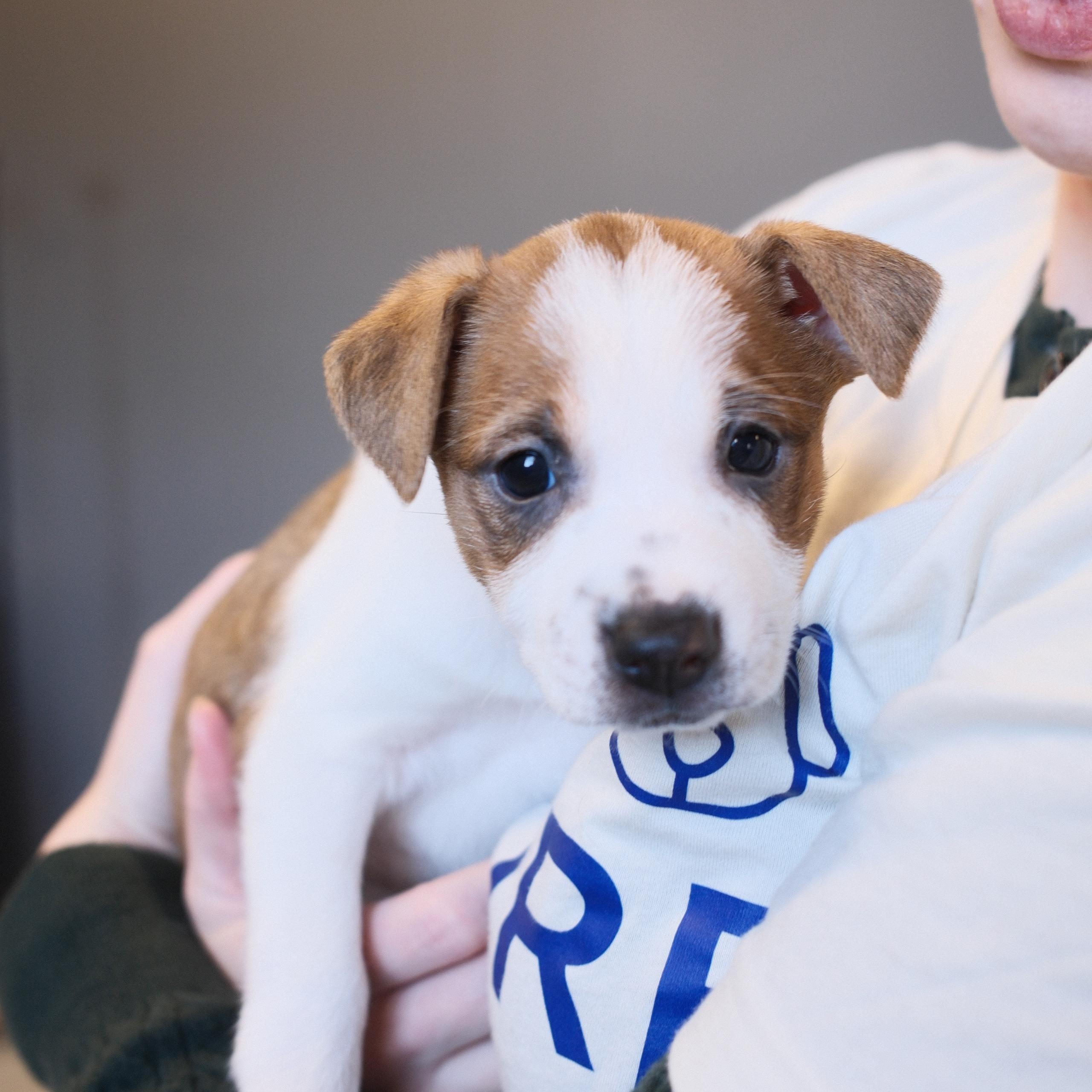Tori, a ADOPTABLE mixed breed in Franklin, TN image 1/5