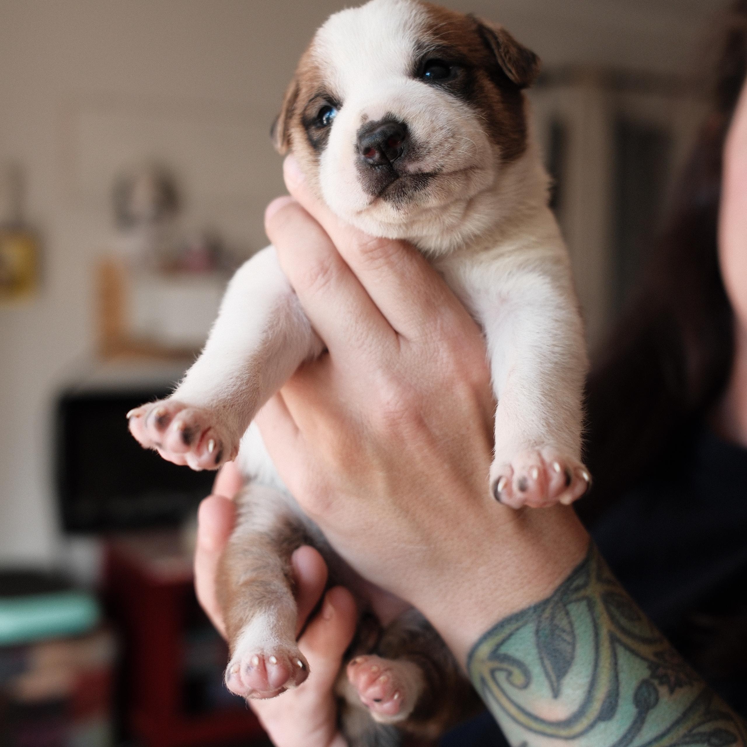 Tori, a ADOPTABLE mixed breed in Franklin, TN image 2/5