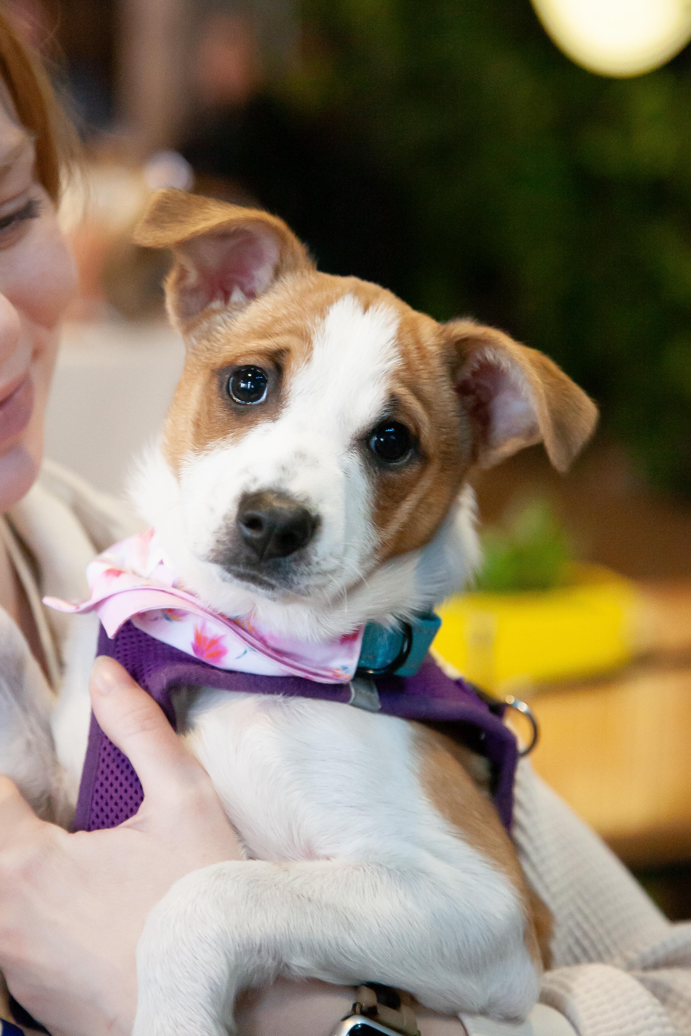Tori, ADOPTABLE, Puppy Female Shepherd.