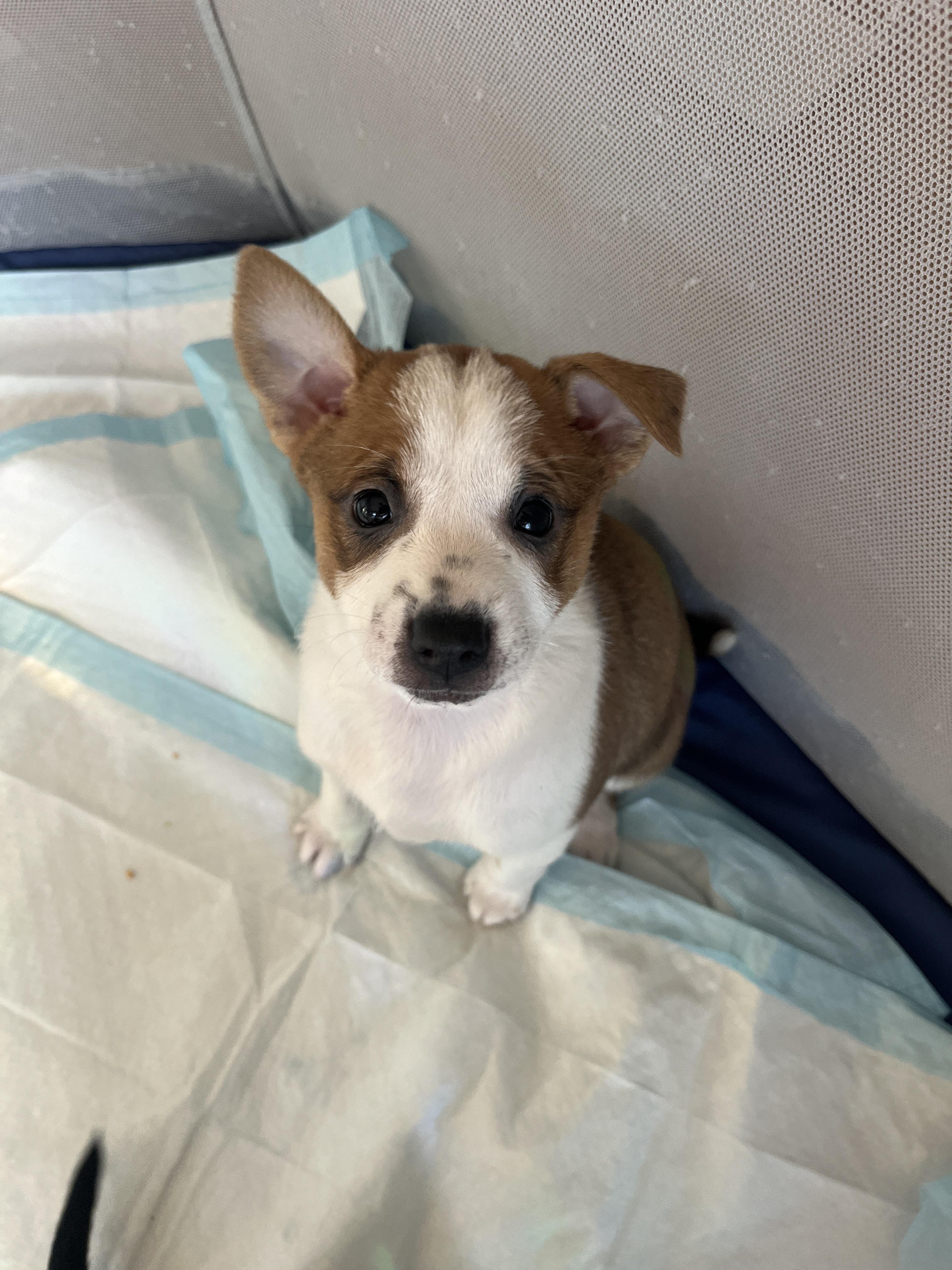 Tori, a ADOPTABLE mixed breed in Franklin, TN image 5/5