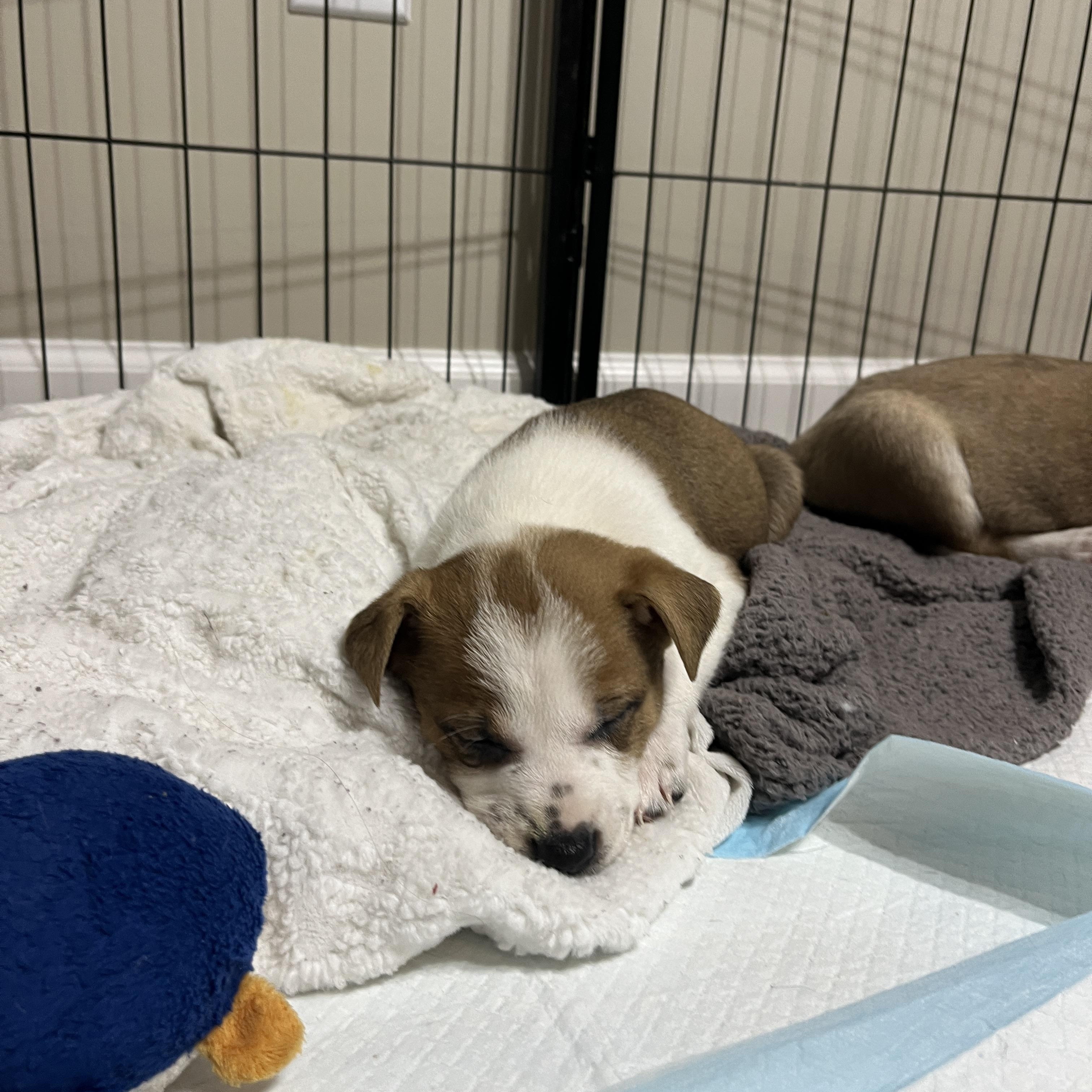 Tori, a ADOPTABLE mixed breed in Franklin, TN image 4/5