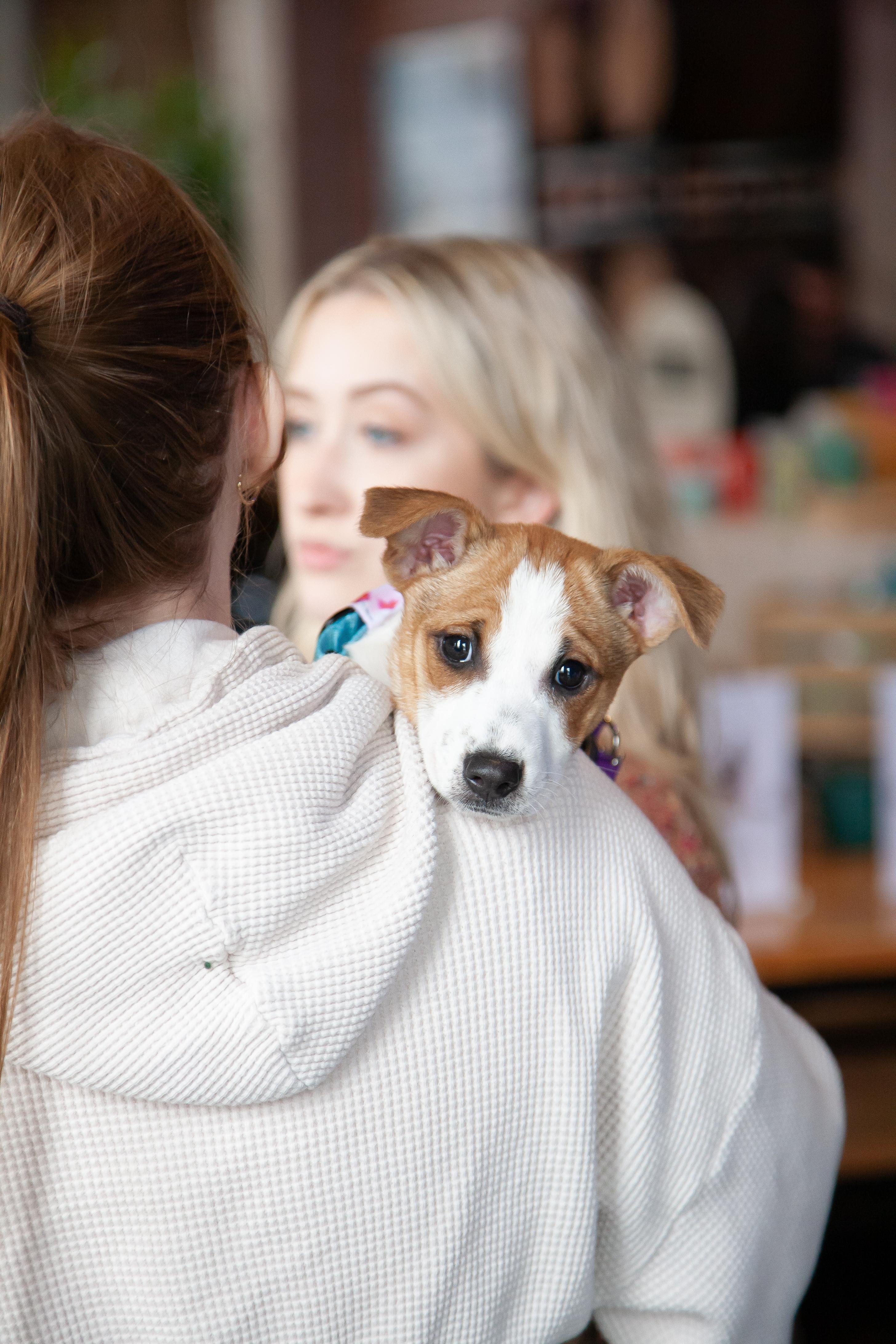 Enlarge Tori, a ADOPTABLE mixed breed in Franklin, TN image 2/5