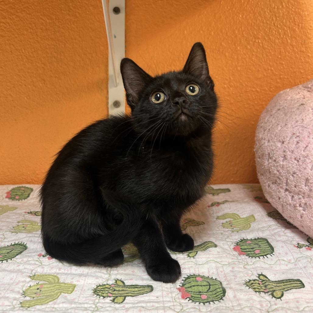 Enlarge DarkBeam, a Adoptable Domestic Short Hair in Fresno, CA image 1/2