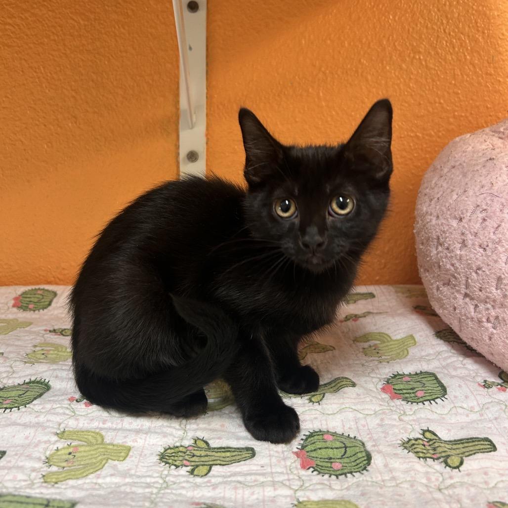 Enlarge DarkBeam, a Adoptable Domestic Short Hair in Fresno, CA image 2/2