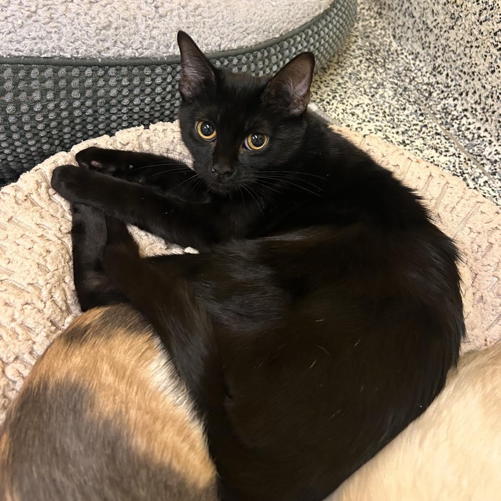 DarkBeam, a Adoptable Domestic Short Hair in Fresno, CA image 3/3