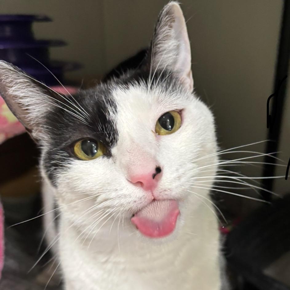 Enlarge Gary, a Adoptable Domestic Short Hair in Wahiawa, HI image 1/2