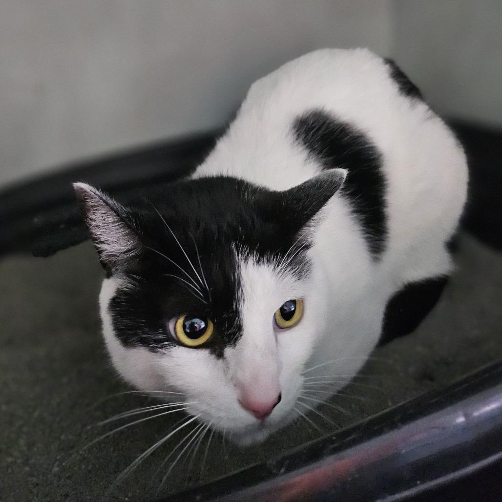 Enlarge Gary, a Adoptable Domestic Short Hair in Wahiawa, HI image 2/2