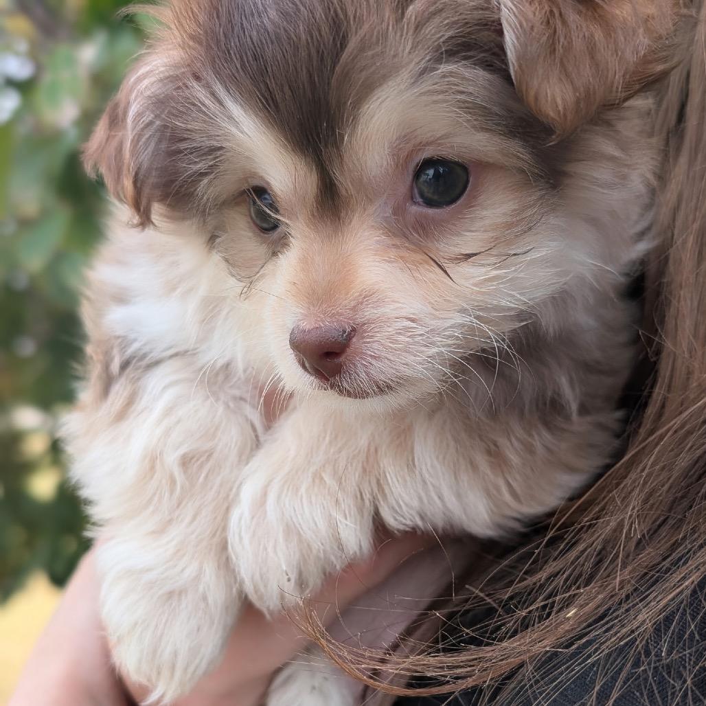 Lillith C-34361, a Adoptable mixed breed in Oklahoma City, OK image 6/6