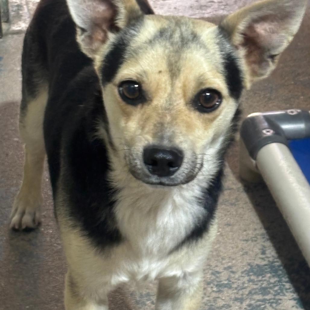 Chester, Adoptable, Young Male Chihuahua.