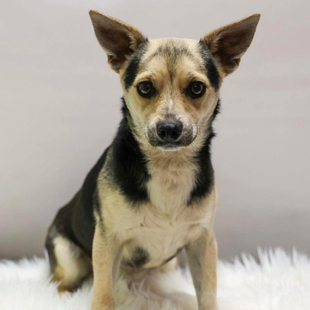 Enlarge Chester, a Adoptable Chihuahua in Casa Grande, AZ image 2/2