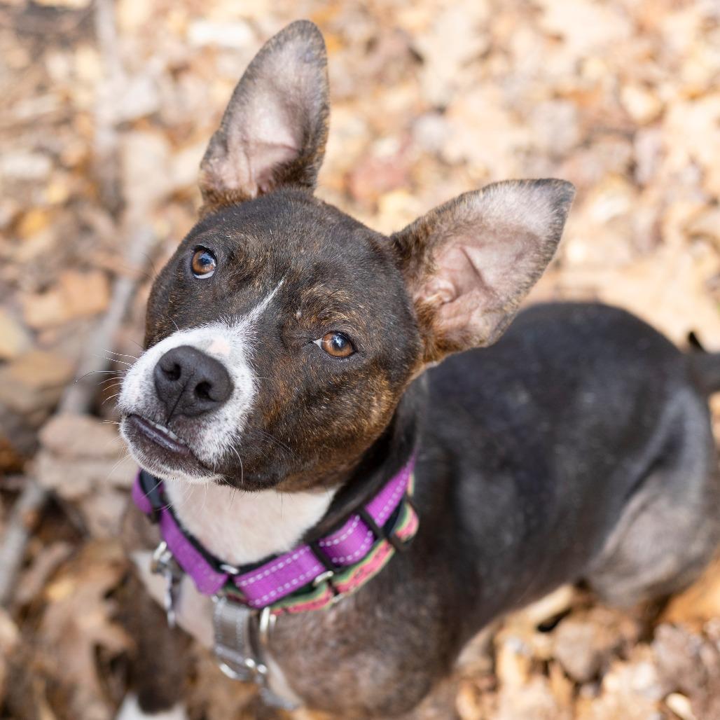 Madison, Adoptable, Young Female Mixed Breed & Mixed Breed.