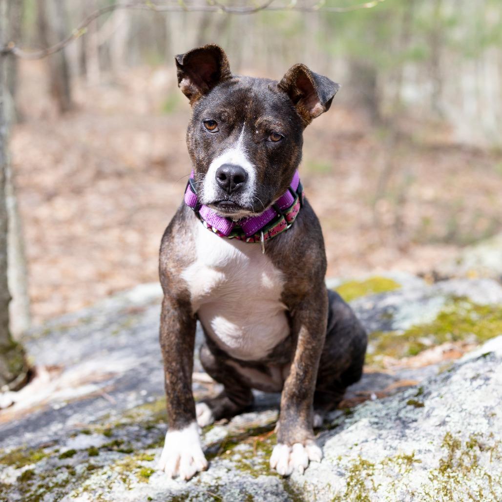 Enlarge Madison, a Adoptable mixed breed in Hopkinton, MA image 2/6