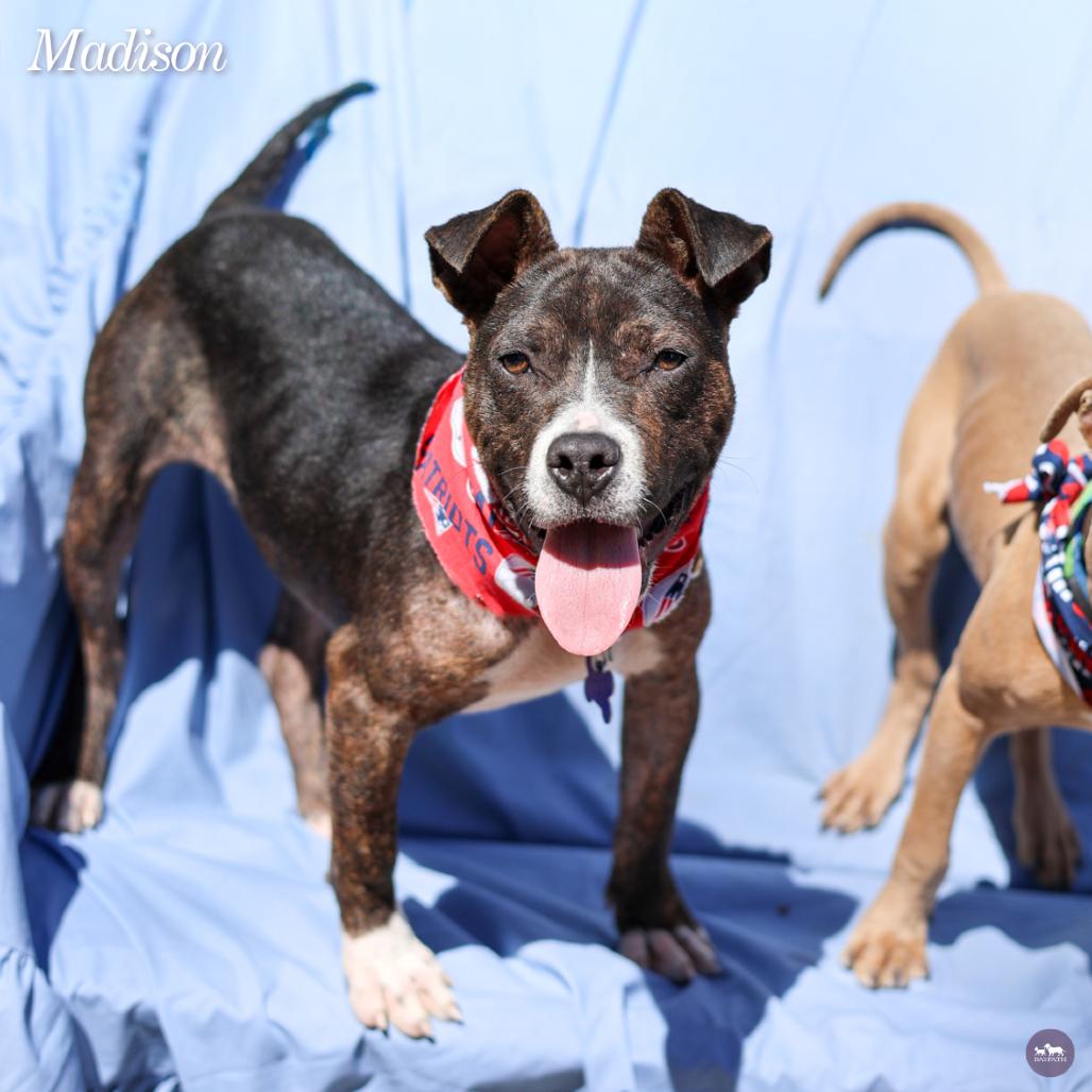 Enlarge Madison, a Adoptable mixed breed in Hopkinton, MA image 3/6