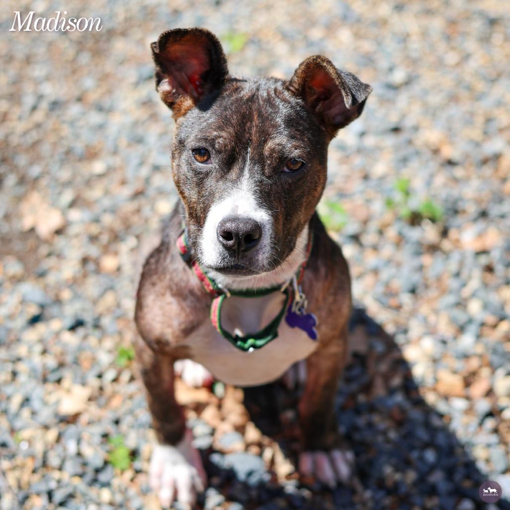Enlarge Madison, a Adoptable mixed breed in Hopkinton, MA image 4/6