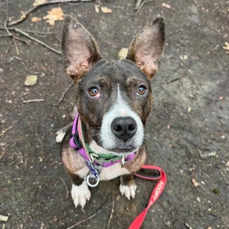 Enlarge Madison, a Adoptable mixed breed in Hopkinton, MA image 5/6