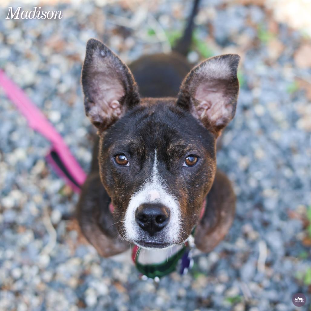 Enlarge Madison, a Adoptable mixed breed in Hopkinton, MA image 6/6