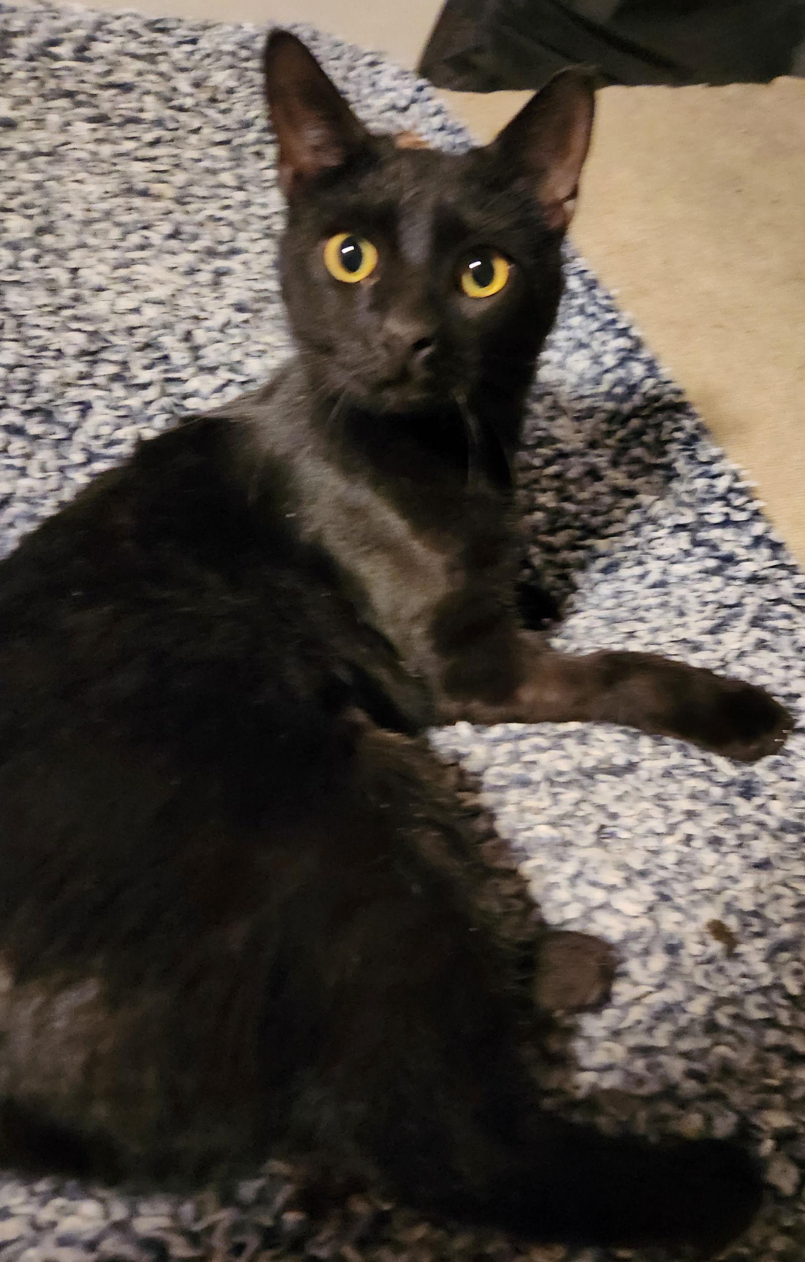 Enlarge Fusty  (25-055), a Adoptable Domestic Short Hair in Ocean Pines, MD image 1/2