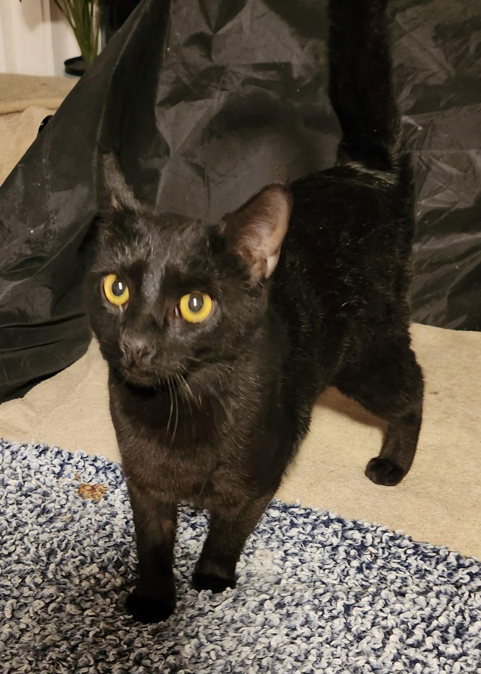 Enlarge Fusty  (25-055), a Adoptable Domestic Short Hair in Ocean Pines, MD image 2/2