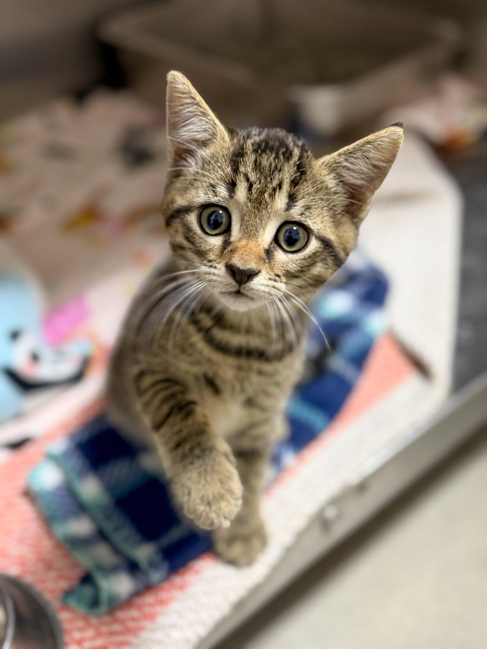 Kobe, Adoptable, Kitten Male Domestic Short Hair.