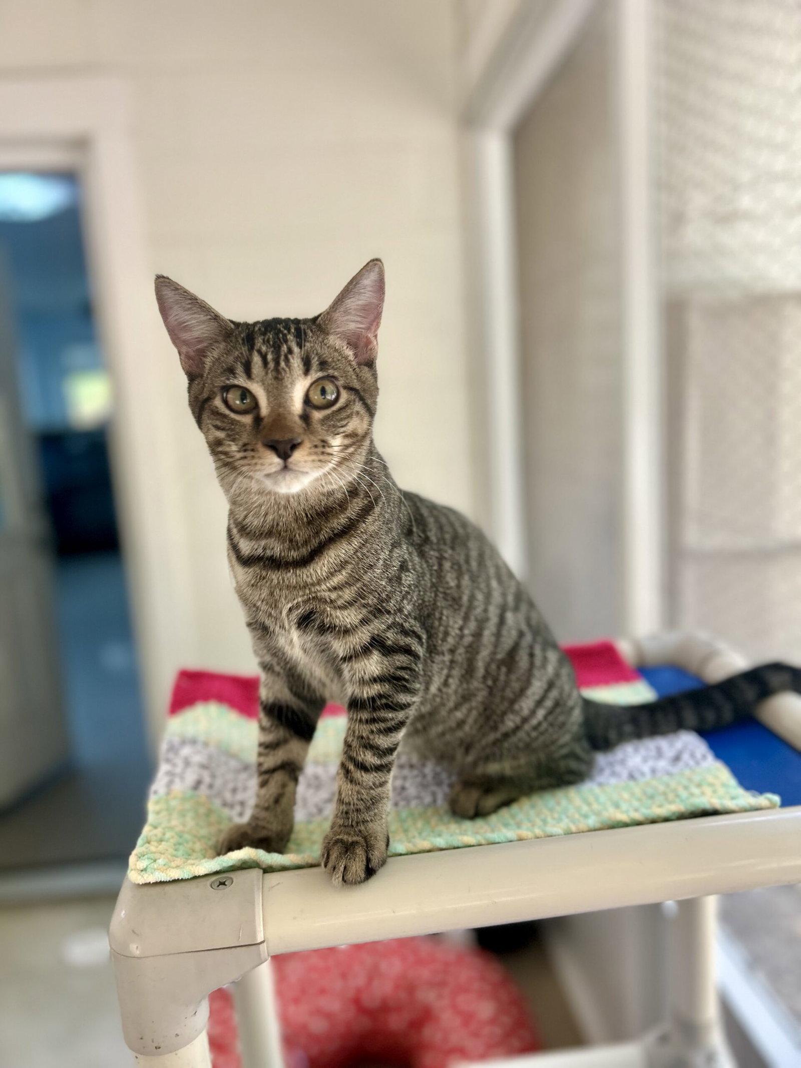 Kobe, Adoptable, Kitten Male Domestic Short Hair.