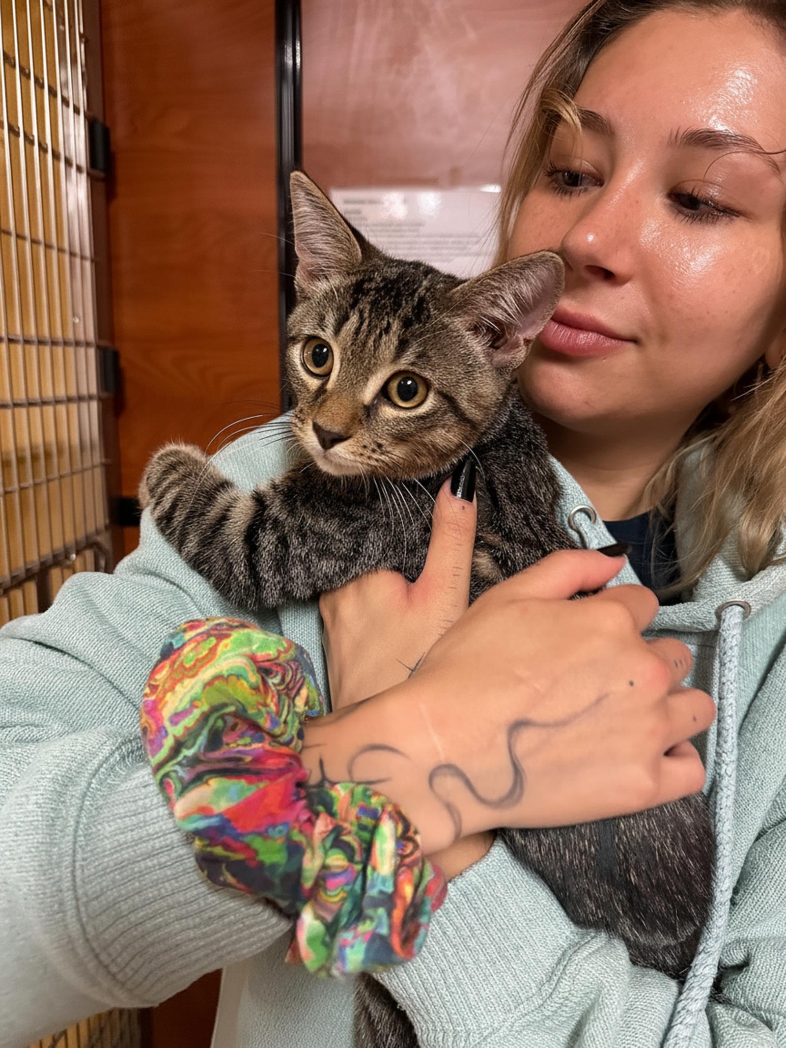 Kobe, a Adoptable Domestic Short Hair in Sanford, NC image 3/3